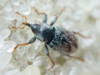 Tychius