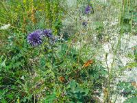 Echinops ruthenicus