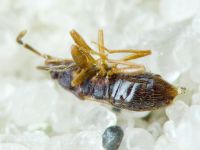 Plinthisus longicollis