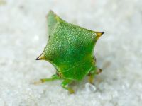 Stictocephala bisonia