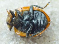 Hippodamia undecimnotata