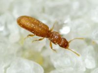 Dienerella filiformis