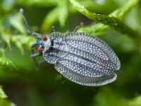 Acalypta marginata