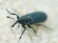 Mecinus janthinus