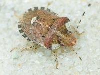 Dyroderes umbraculatus