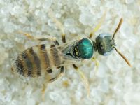 Ceylalictus variegatus