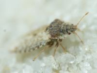 Parapiesma quadratum