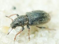 Sitona hispidulus