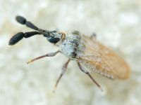 Copium teucrii