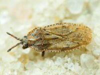 Tingis (Tingis) grisea