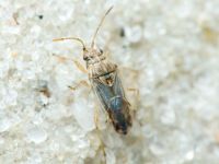 Nysius senecionis