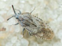 Tingis (Tingis) grisea