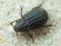 Trogidae