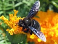 Xylocopa violacea