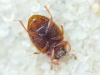 Nitidulidae