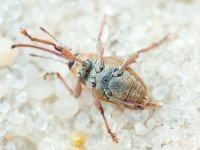 Curculio (Curculio) glandium