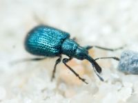 Rhynchitinae