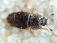 Carpophilus (Carpophilus) lugubris