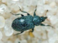 Gymnetron melanarium