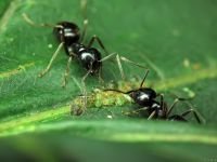 Lasius fuliginosus