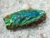 Coleoptera