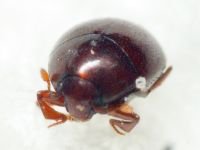 Abraeus
