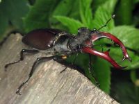 Lucanus cervus