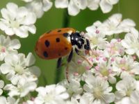 Hippodamia variegata