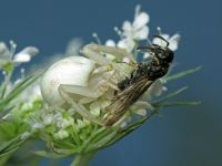 Misumena vatia