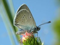 Cyaniris semiargus