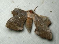 Laothoe populi