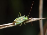 Adelphocoris lineolatus