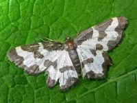 Lomaspilis marginata
