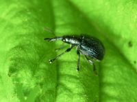 Neocoenorrhinus pauxillus