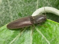 Athous haemorrhoidalis
