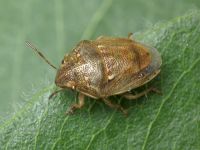 Neottiglossa leporina