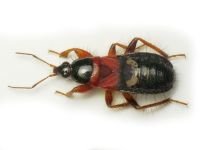 Prostemma sanguineum