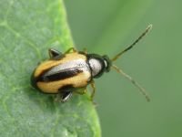 Phyllotreta ochripes