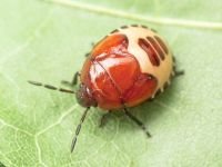 Tritomegas sexmaculatus