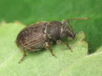 Otiorhynchus brunneus