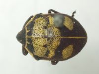 Deroplax silphoides
