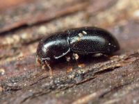 Orthocis perrisi