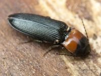 Cardiophorus ruficollis