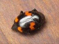 Scaphidium quadrimaculatum