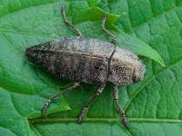 Dicerca aenea aenea