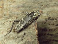 Xylotrechus rusticus