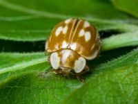 Myzia oblongoguttata