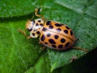 Anisosticta novemdecimpunctata