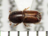 Ips acuminatus