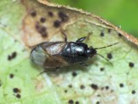 Plinthisus longicollis